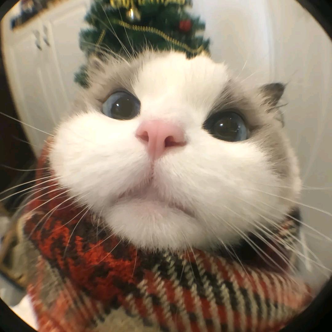 鹊实不想起（最后）