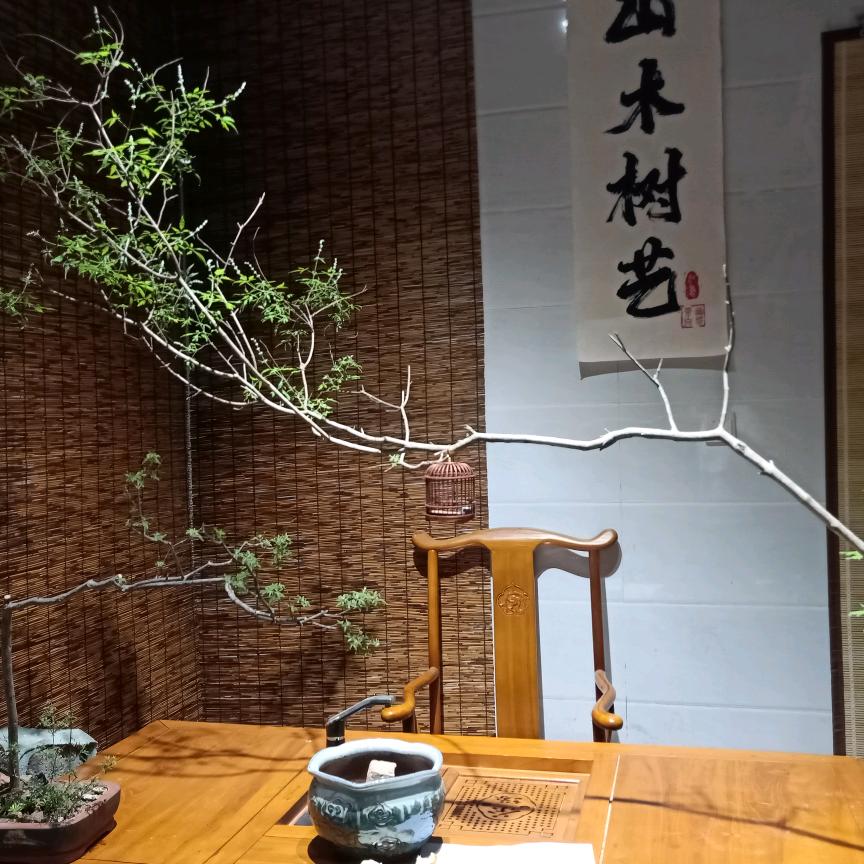 山木树艺（黄荆）