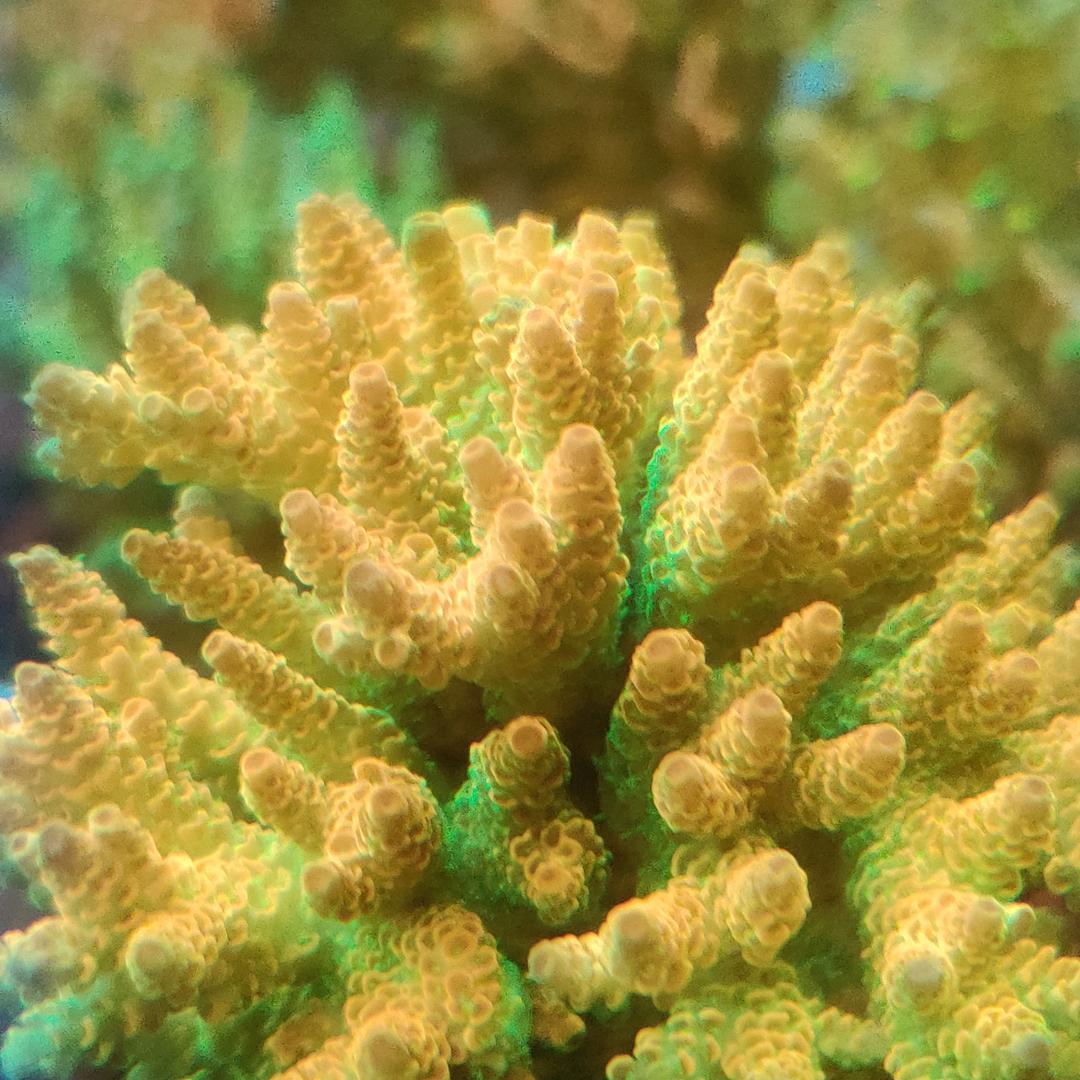 ECO