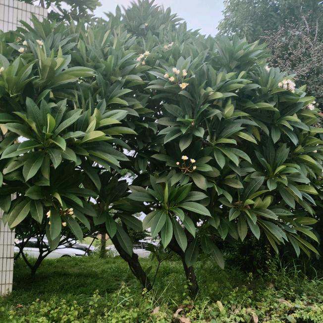 遇见ƪ(˘⌣˘)ʃ优雅