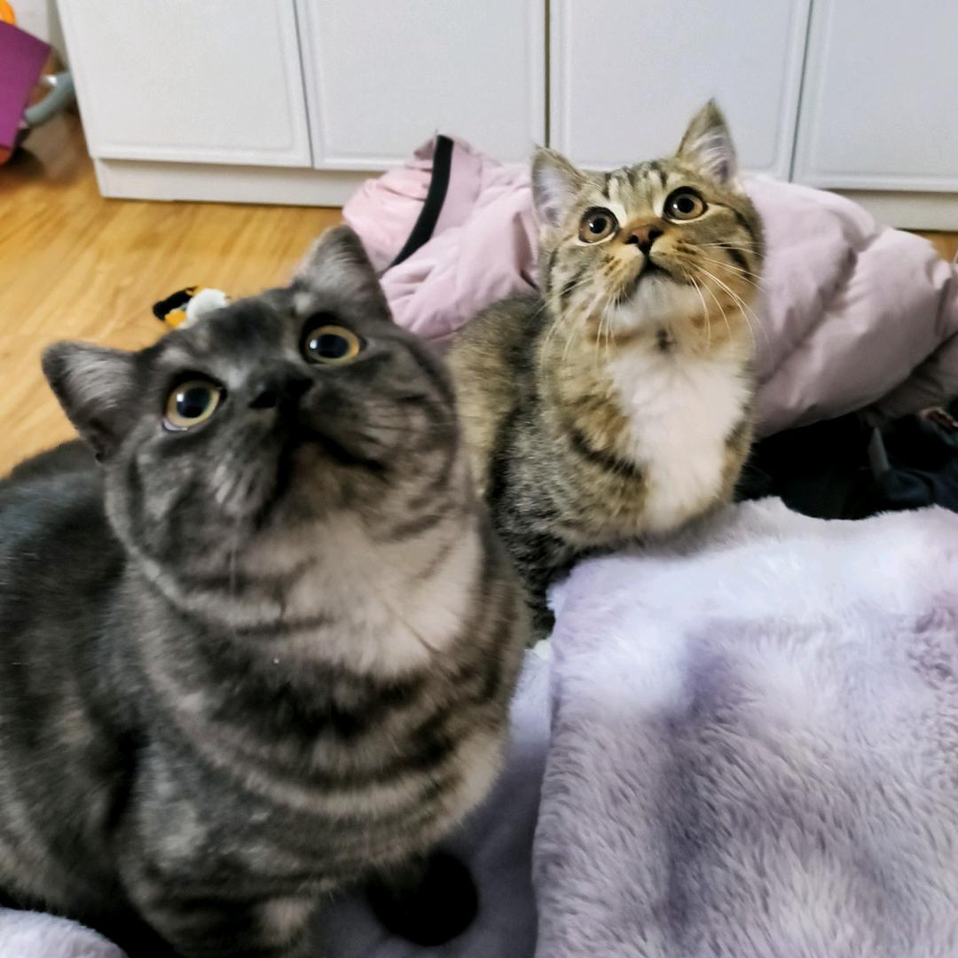 🍭没头脑&不高兴