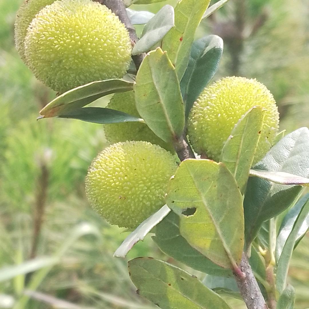 王小所