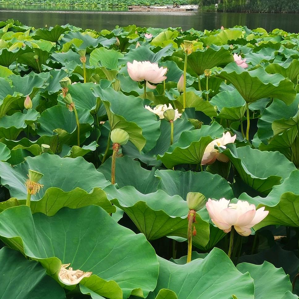 竹木