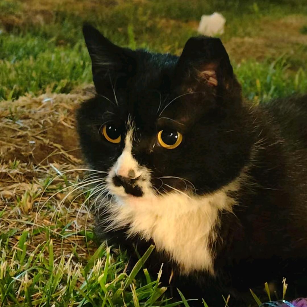 桑葚是只奶牛猫