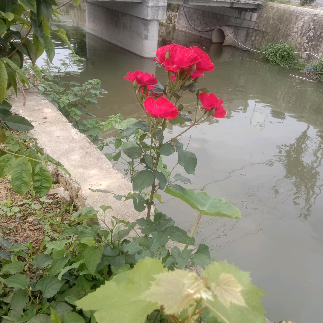 虾仁