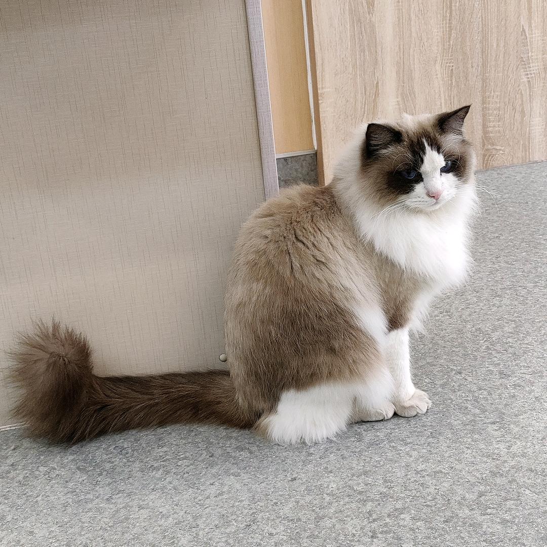 比格肥猫