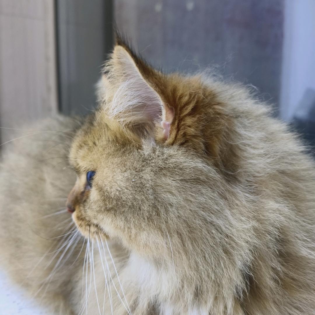 可可爱爱，没有脑袋