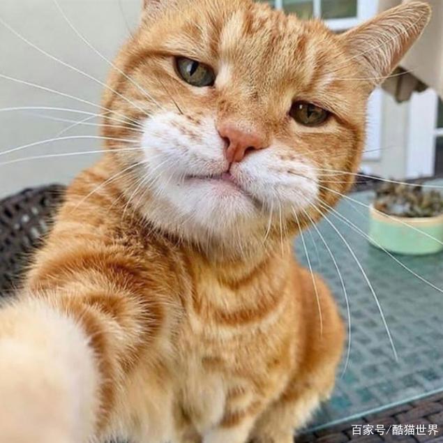 小懵子