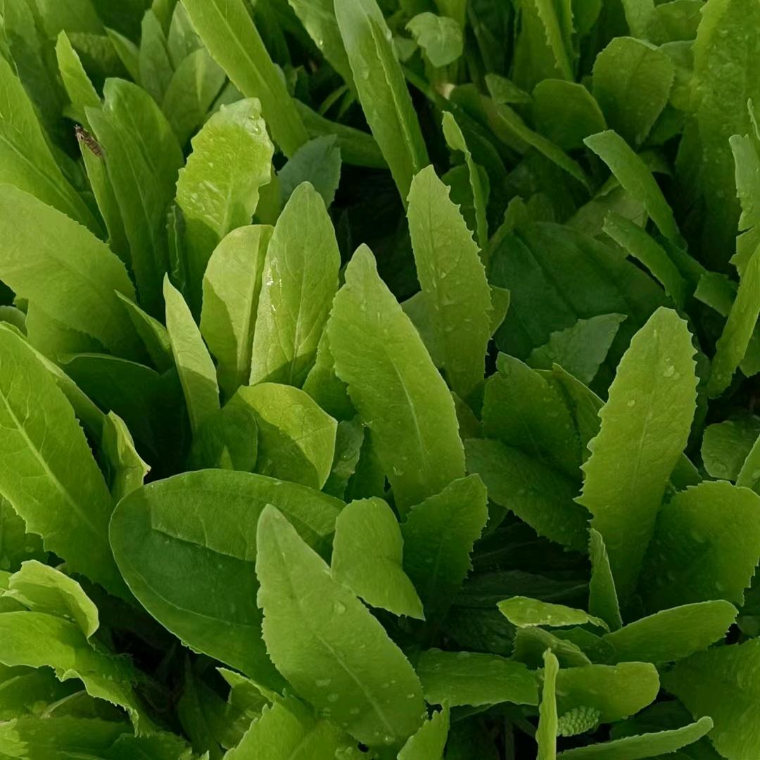 红红是我