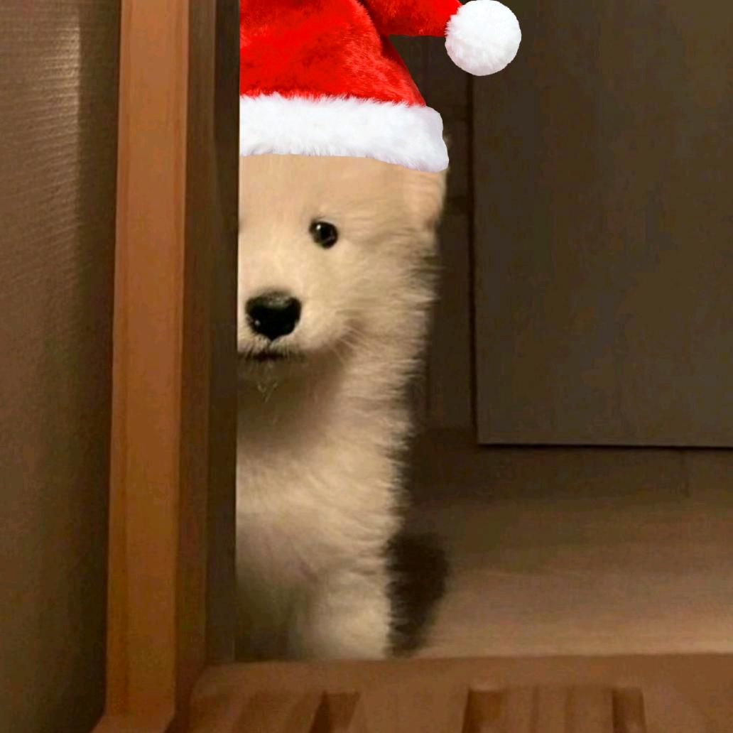 小狗菠萝片'.ㅅ'