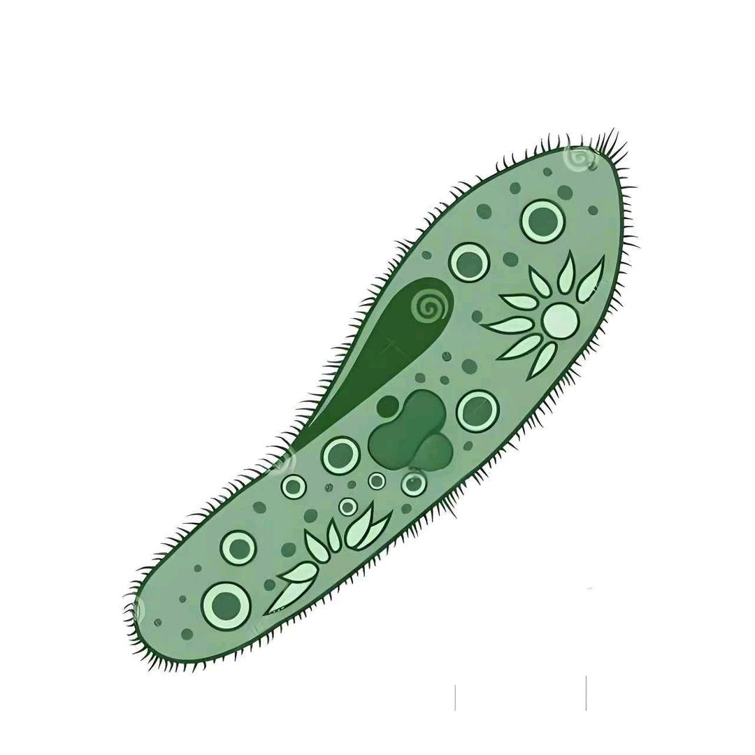 草履虫