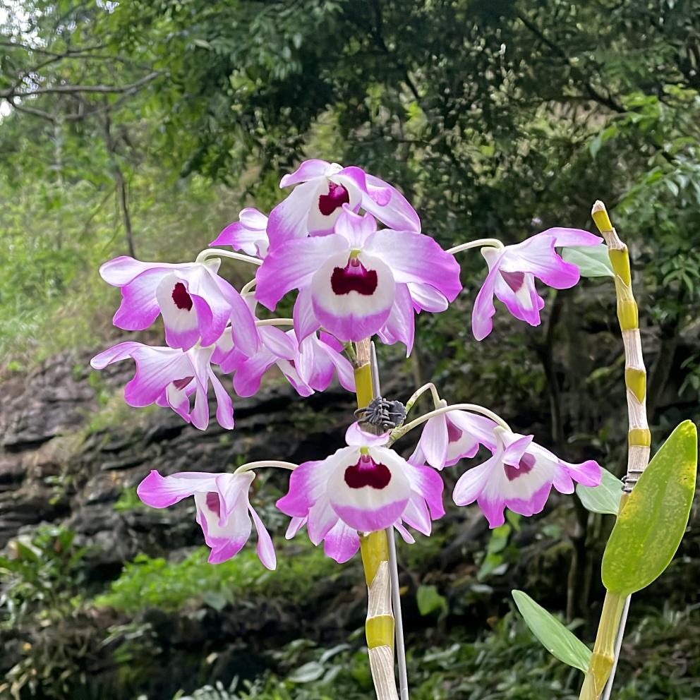 🌸月亮🌸