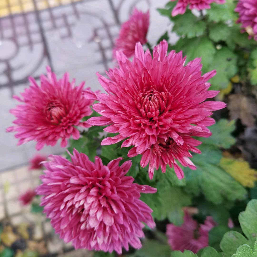 骄傲的小白杨