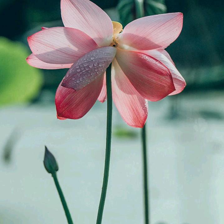 清清河边草