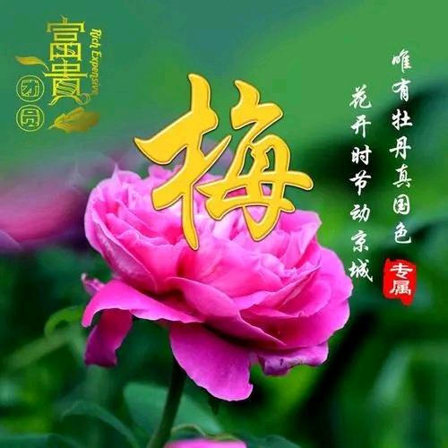 爱你一生一世🌹((❤️⥎❤️))🌹