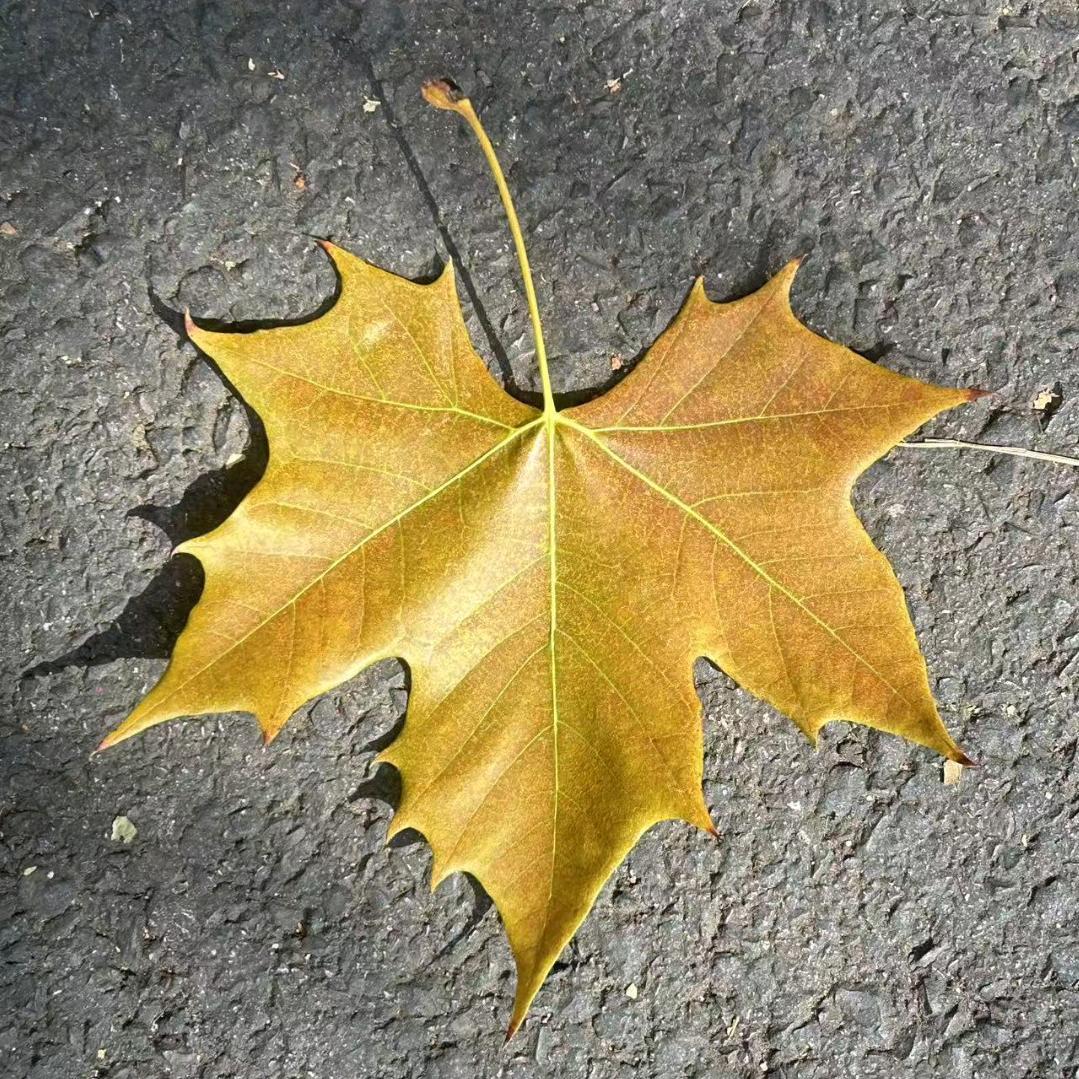 枫叶🍁