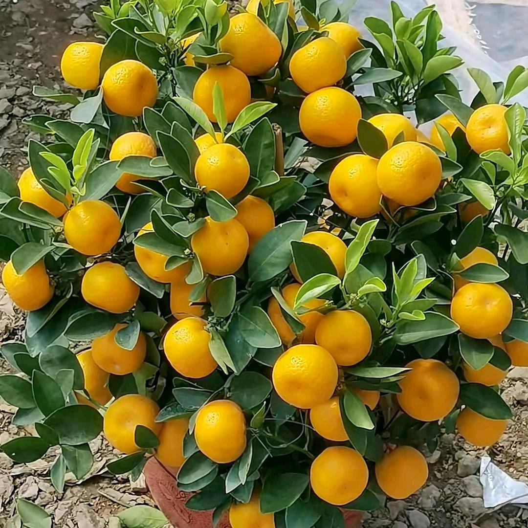 ♥꧁唸鉨💞᭄এۣ