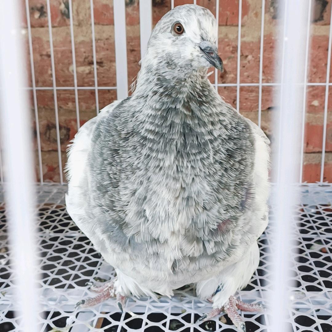 广西   郑新   鸽业