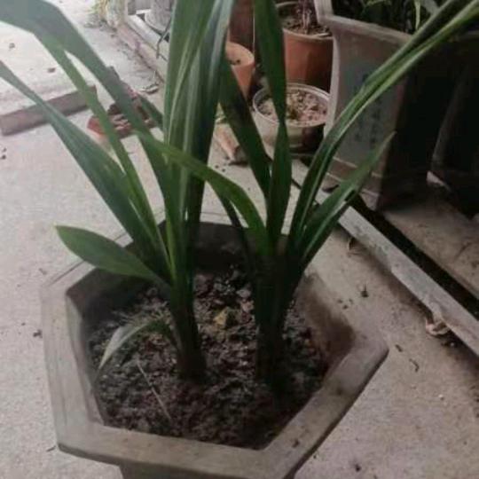 天涯赤子