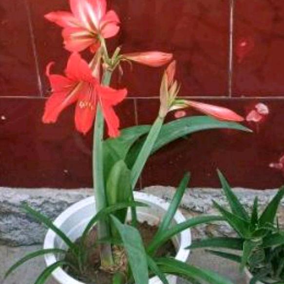 心雨，