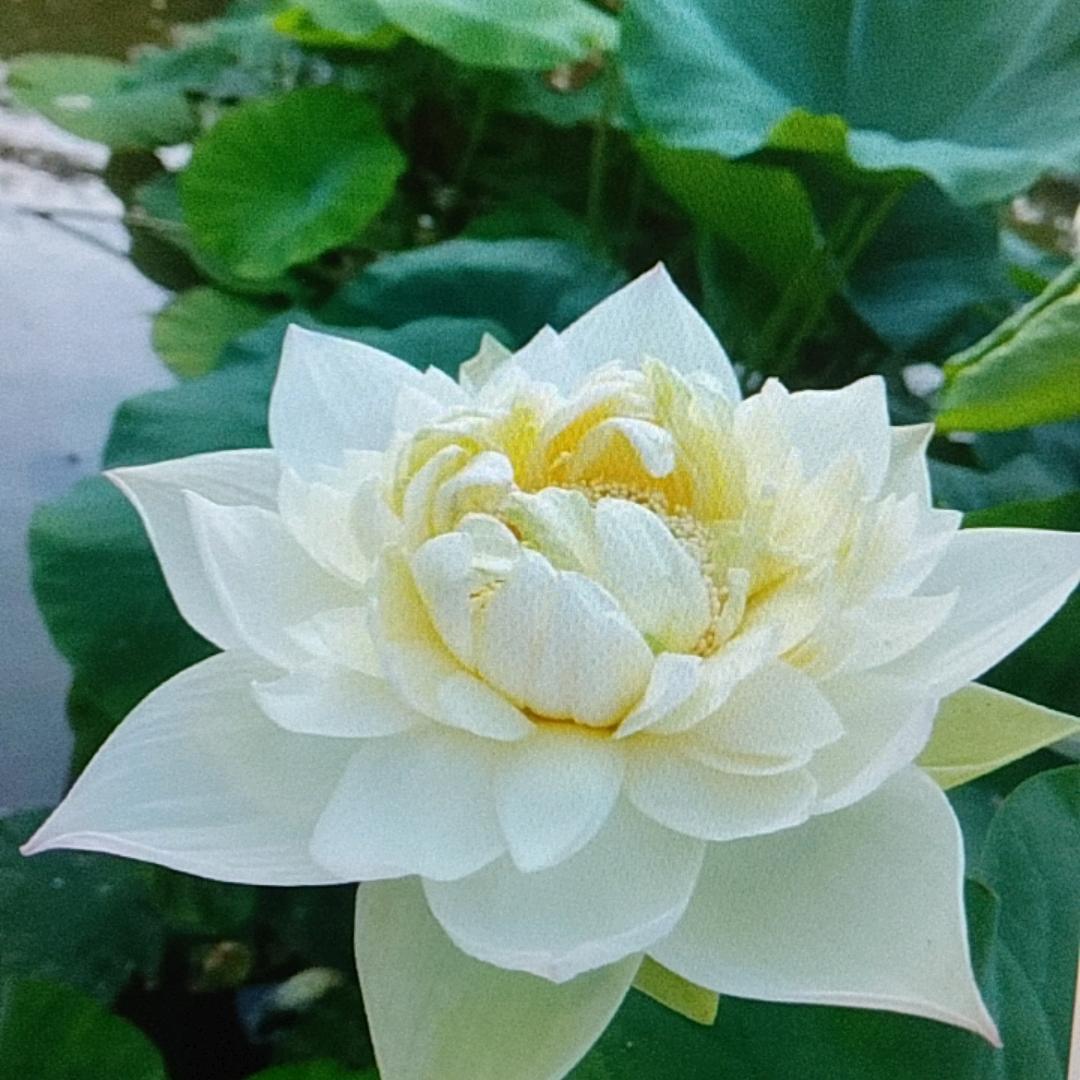 云溪美