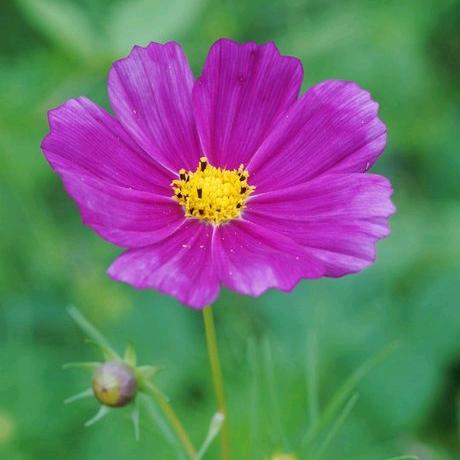 万事如意🌸
