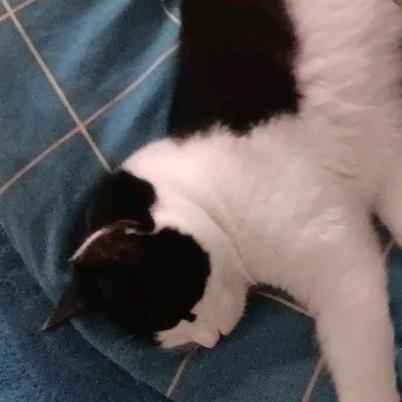 爆踹老鼠的正义奶牛猫