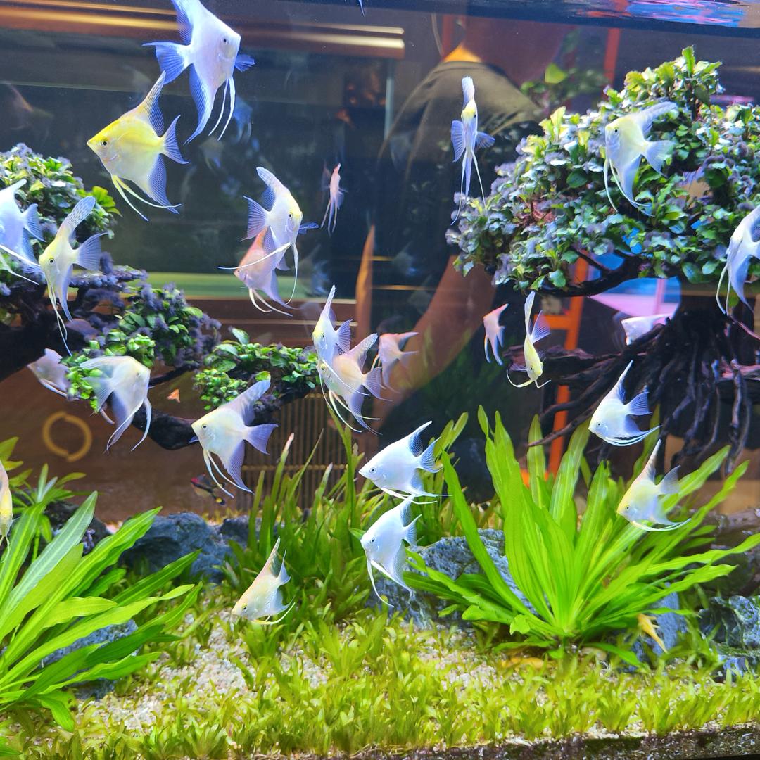 夏日小菏热带鱼