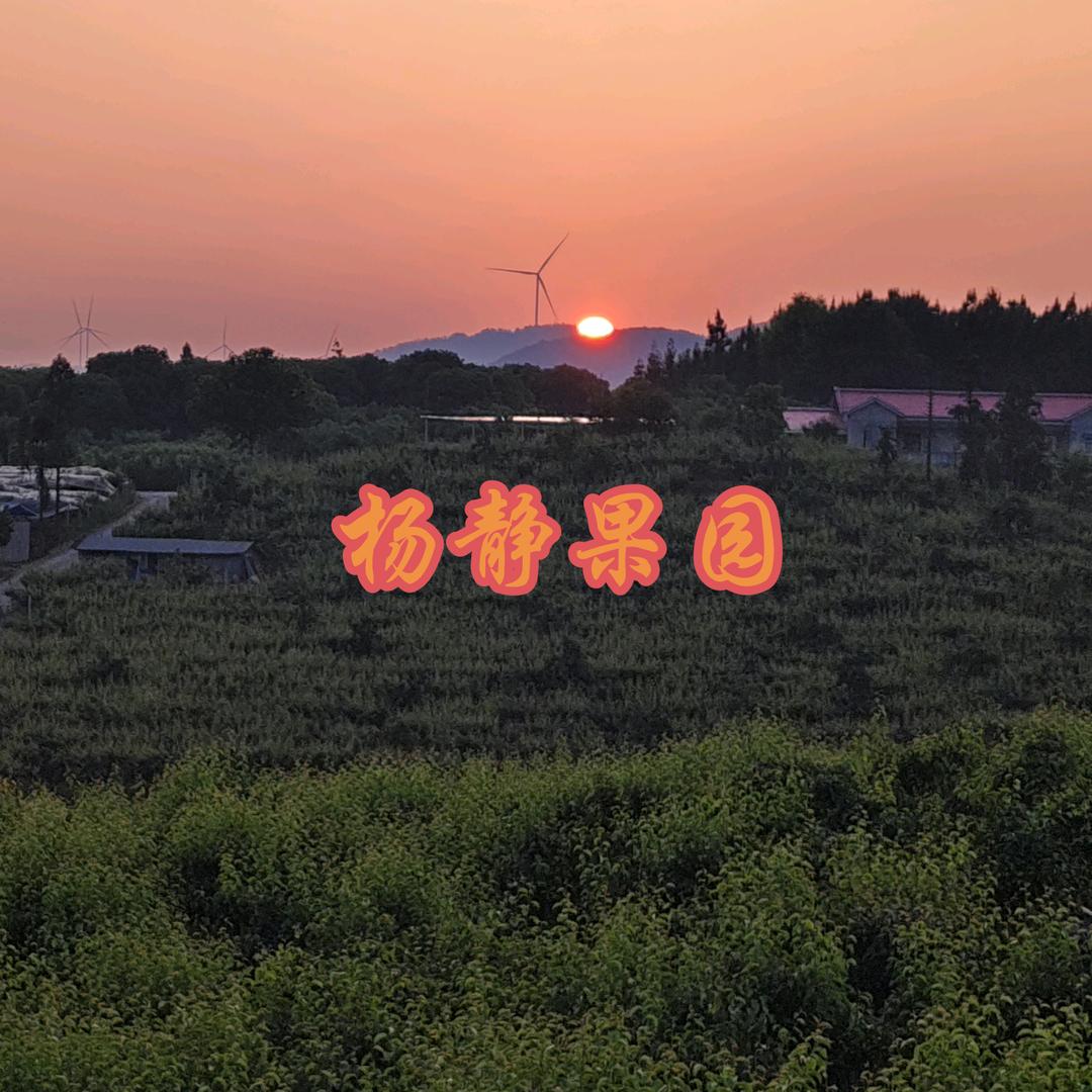 遵义种梨哥（梨园基地）