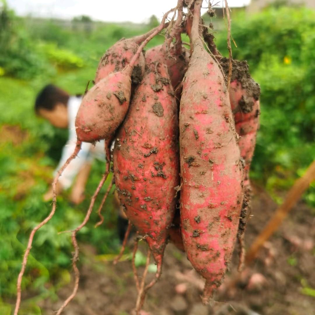 红薯管理师(商品在橱窗)