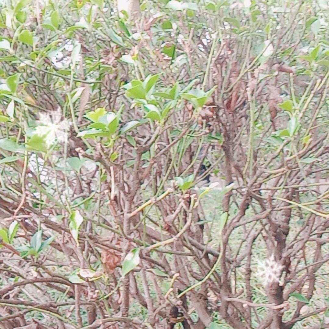 情深