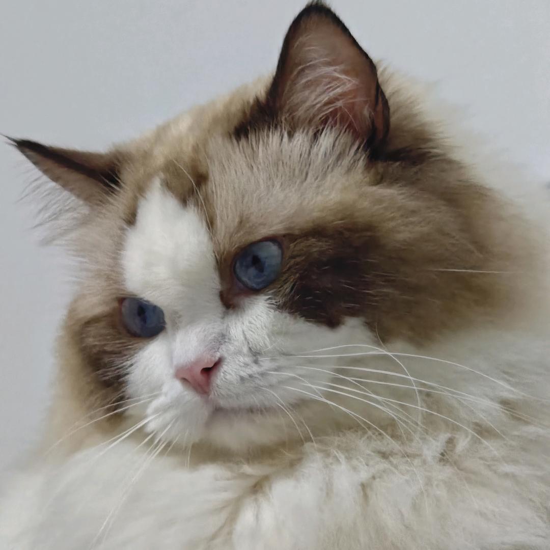 馋嘴猫和靖宝
