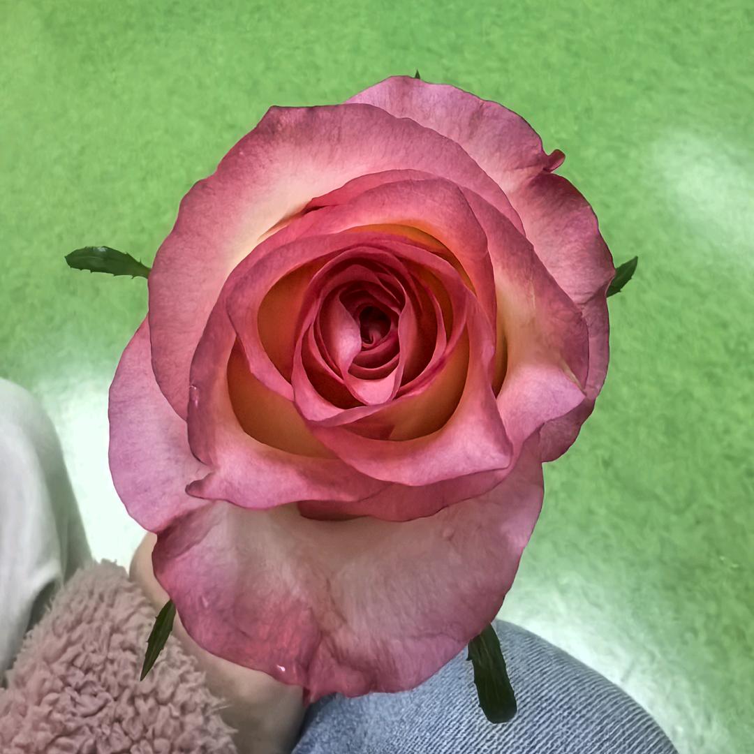 果果妈妈
