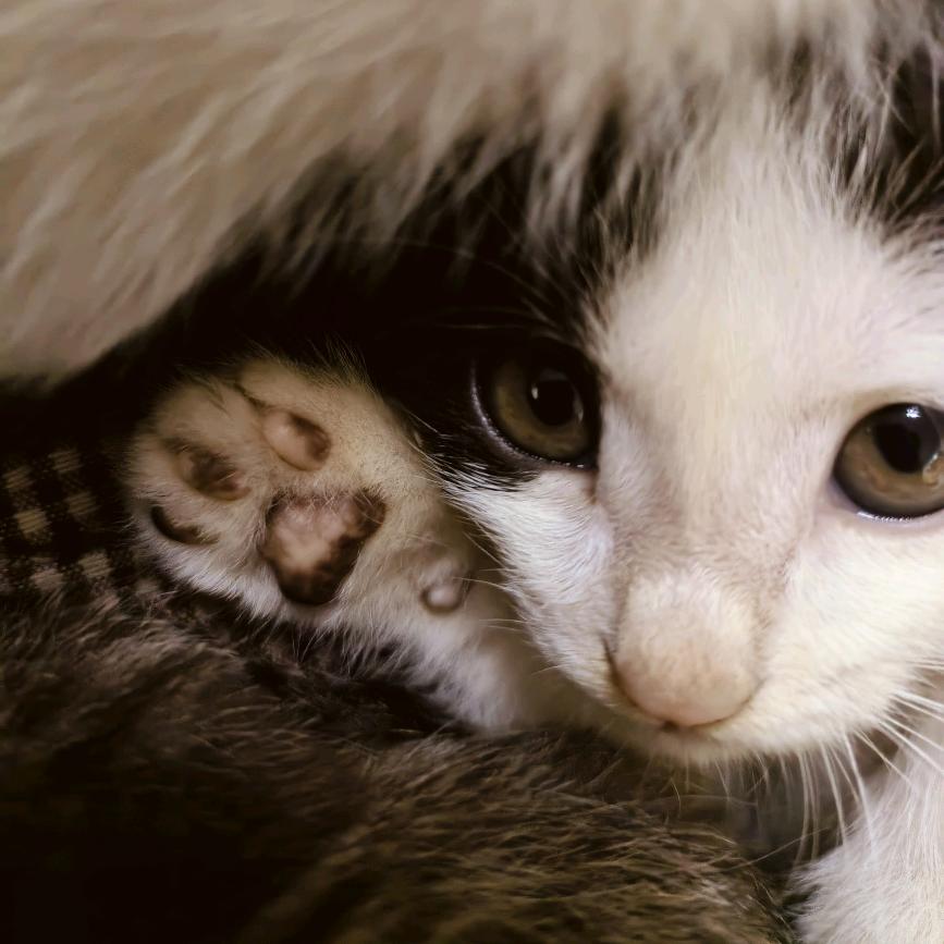 猫与元宝