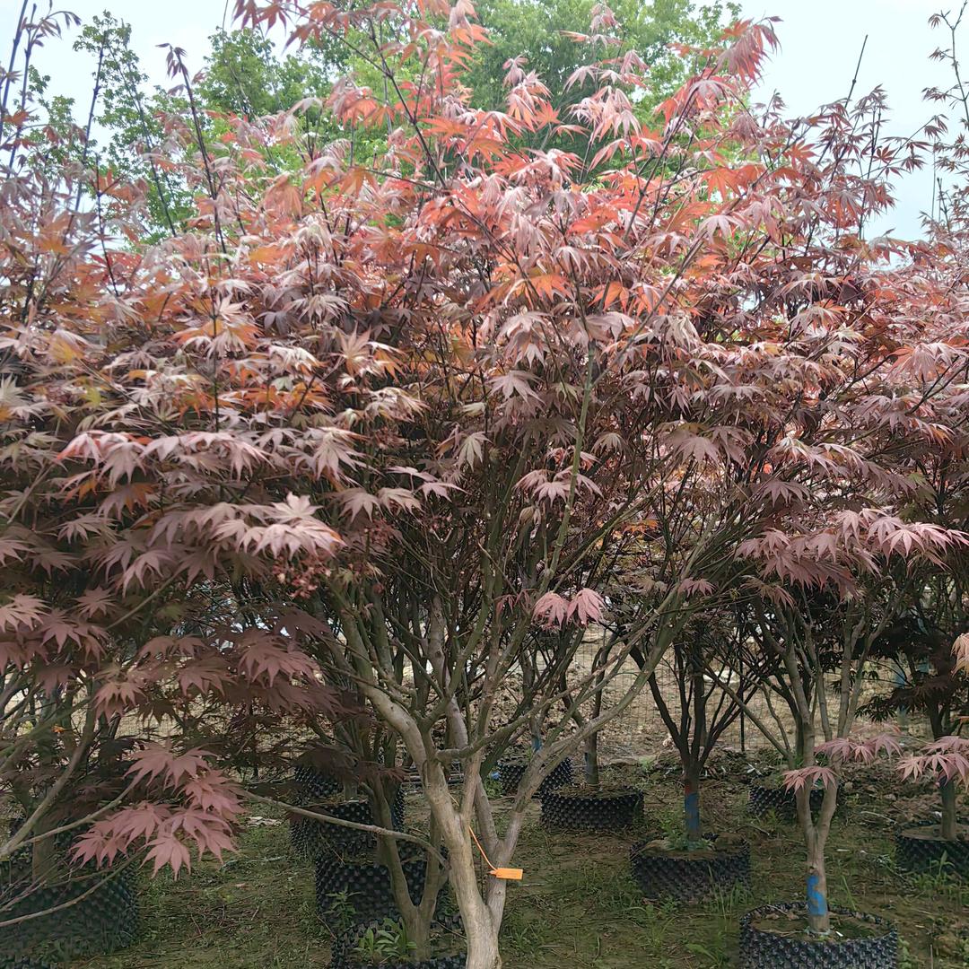 丁丁花卉园艺场(自产自销)