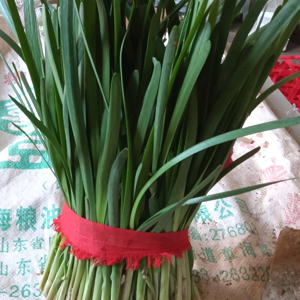 万亩韭菜基地