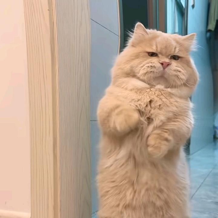 迟迟的幻想乡