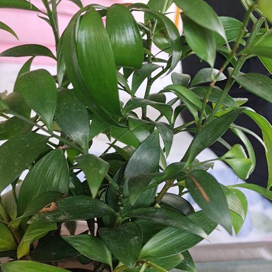 叶子姐助力，下午1点30