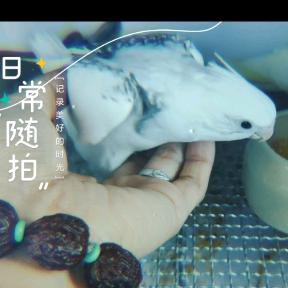 亲玄萌🦜手养鹦鹉-陈乌鸦