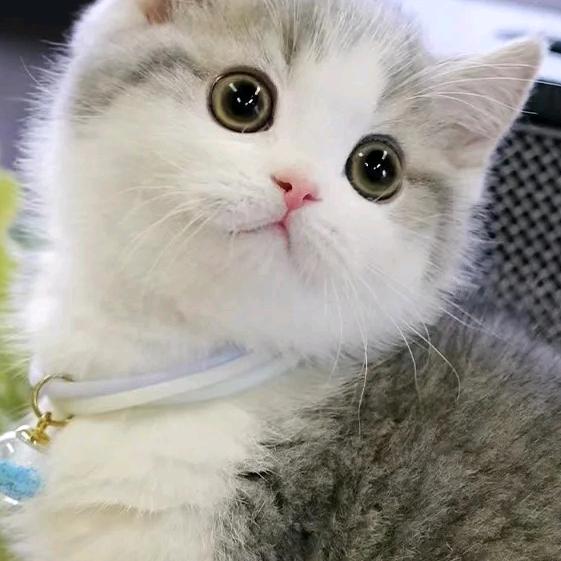 👉皮皮👈