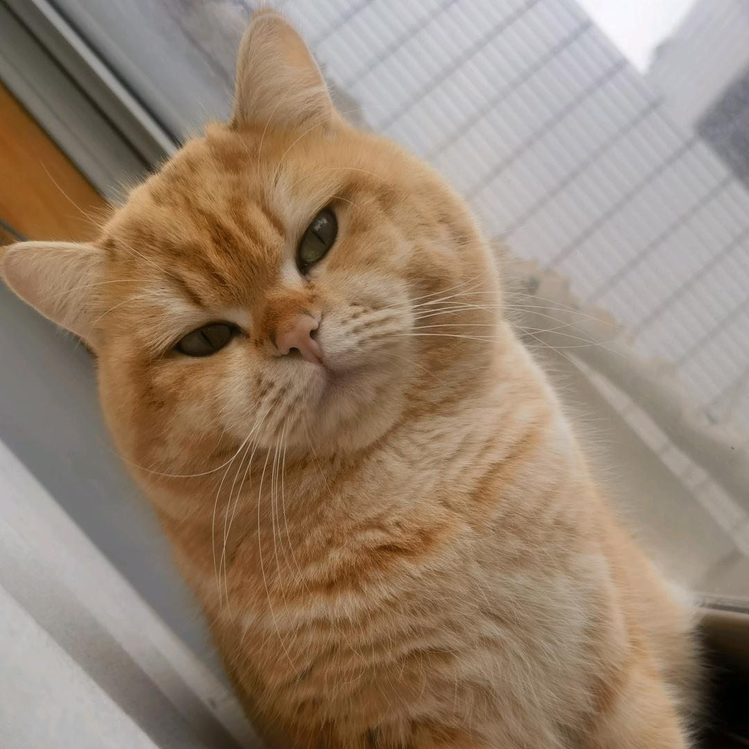 紫枫