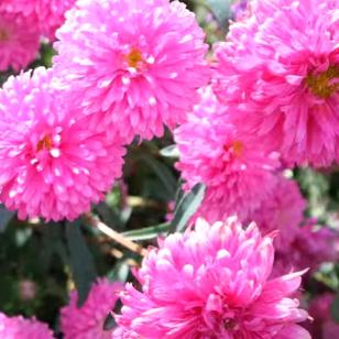 春暖花开
