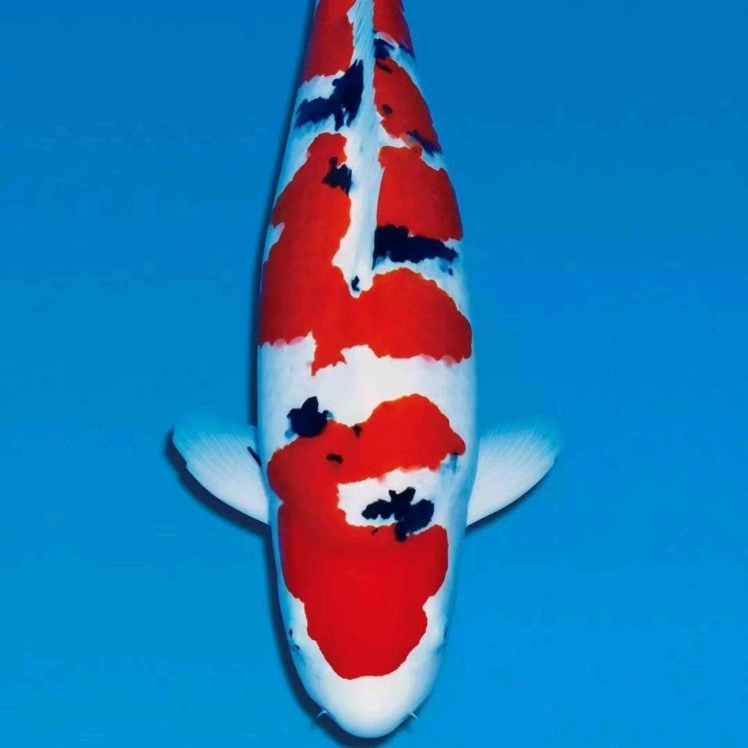 飞天锦鲤观赏鱼