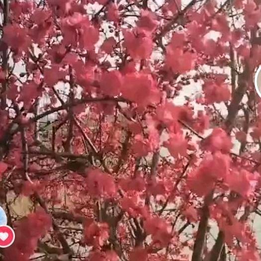 周楼农资服务店