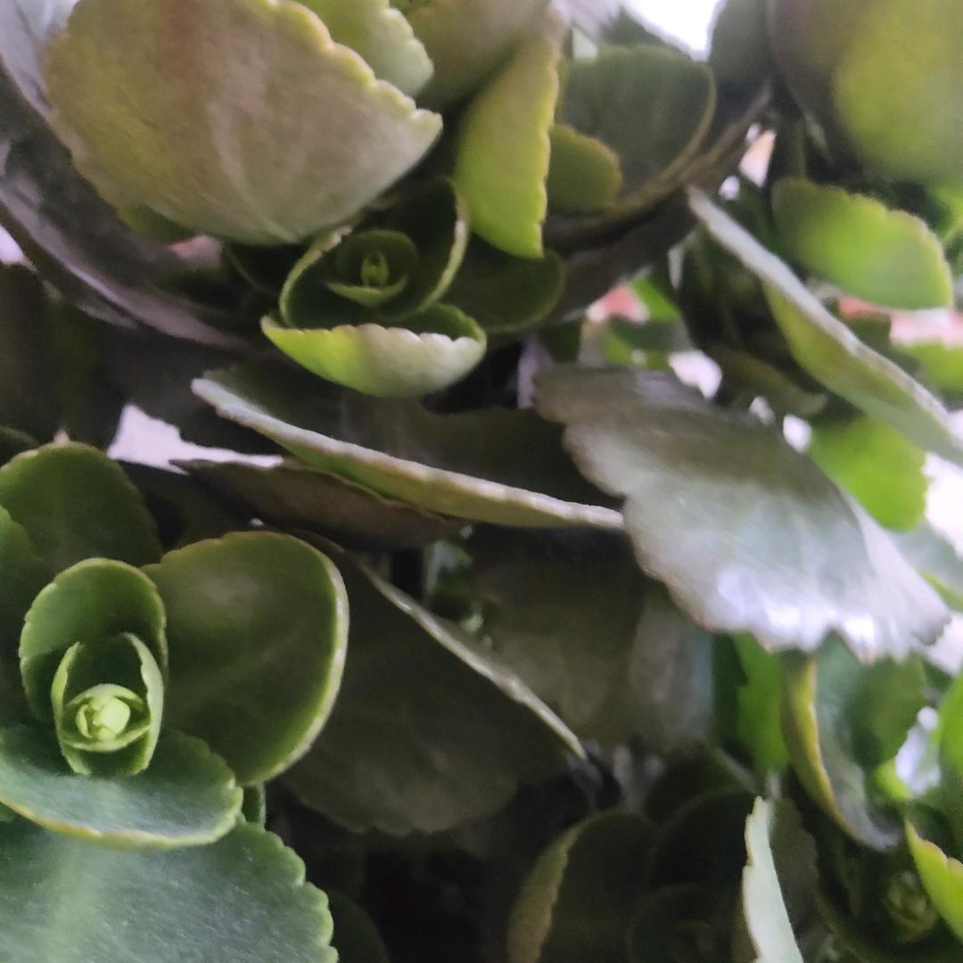 萍水相蓬