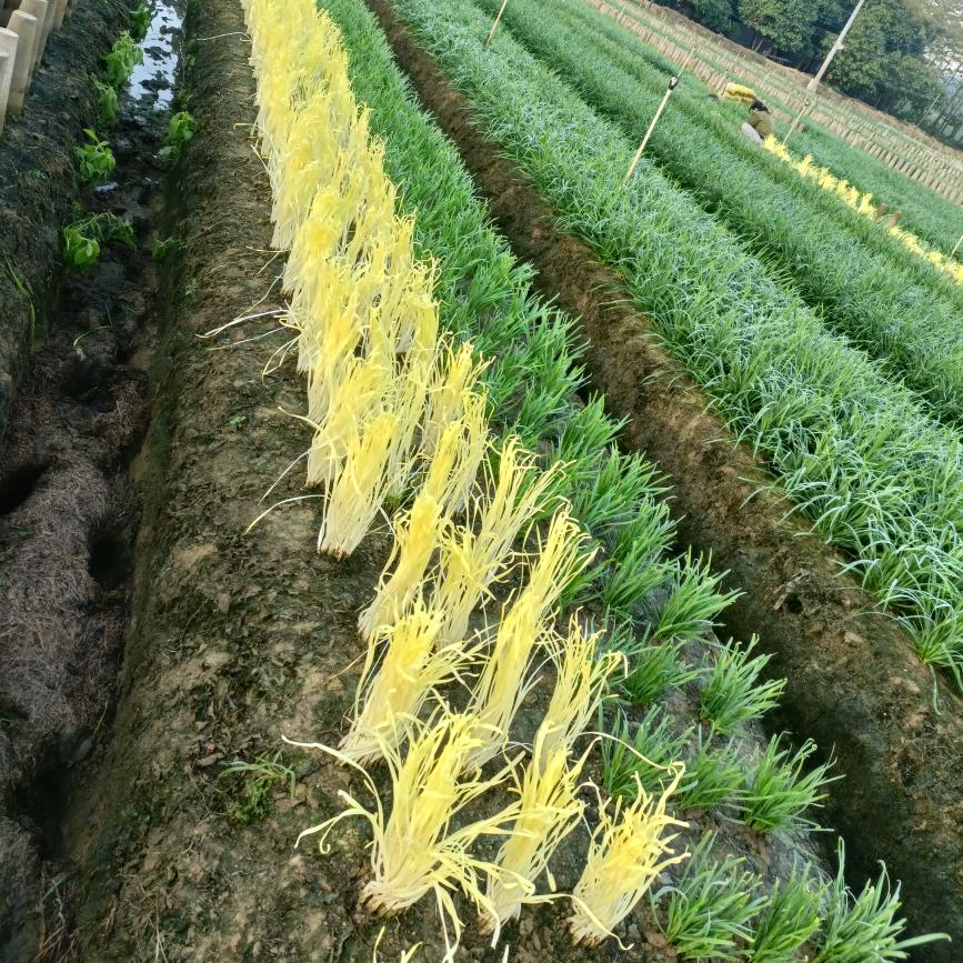 藤县欧记韭菜韭黄种植