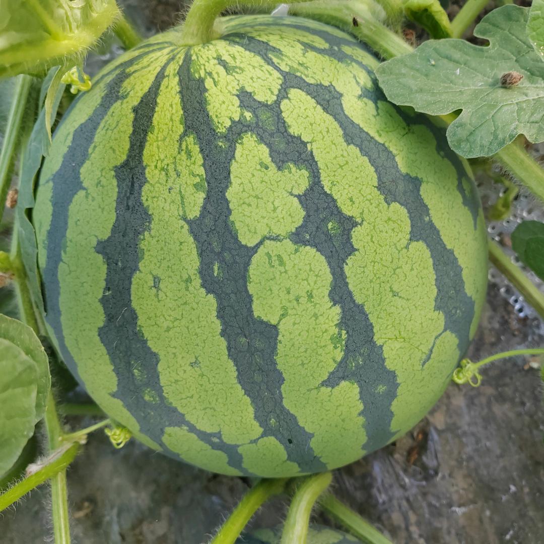 木🌴每🌻  梅🐇