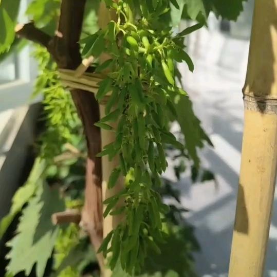 二华张营镇张官屯采摘园用户4579310