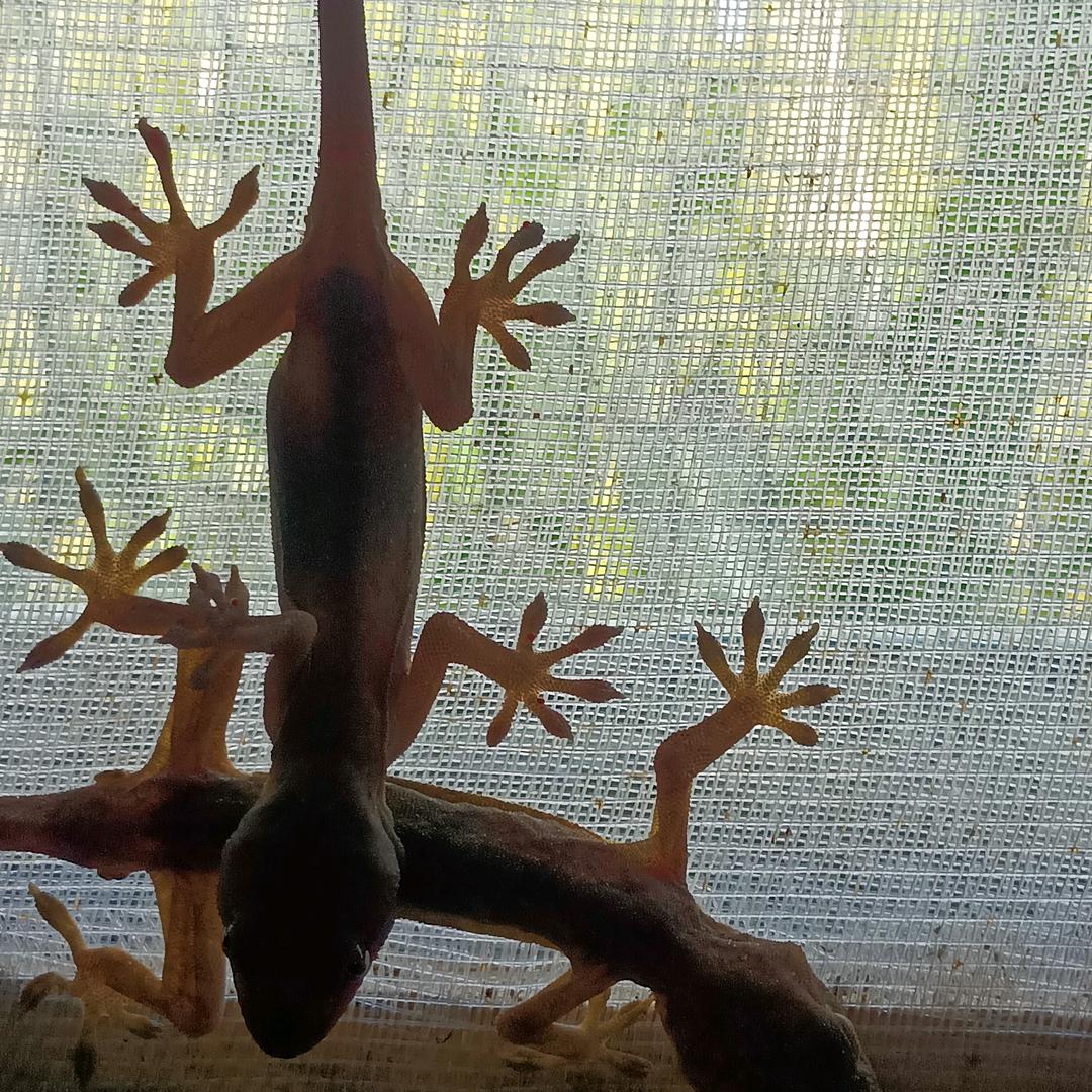 中药材，壁虎养殖