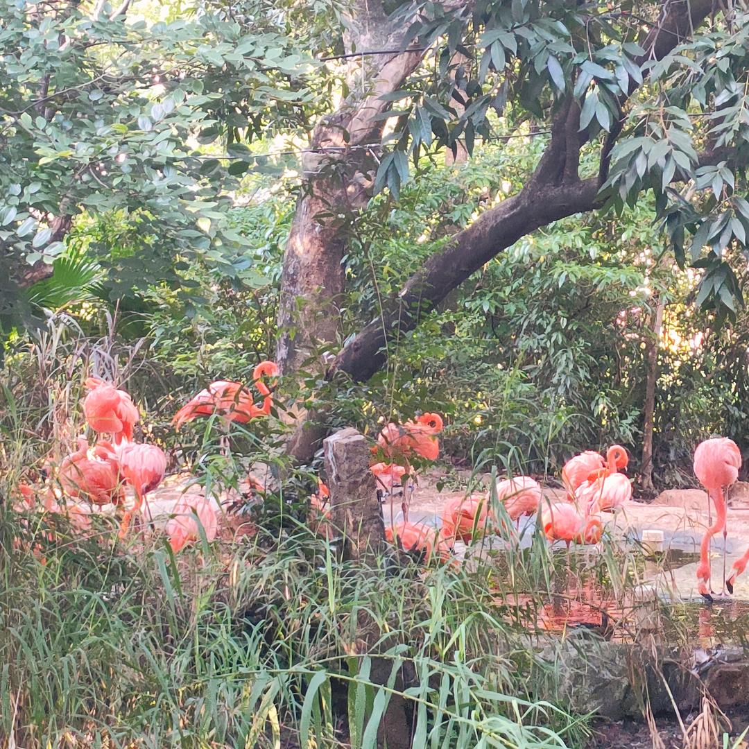 梦想成真